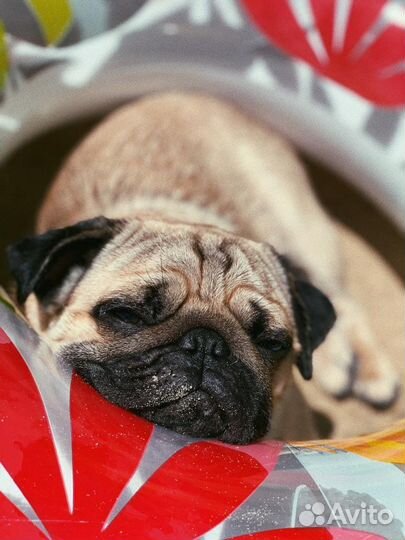 Мопс вязка мальчик