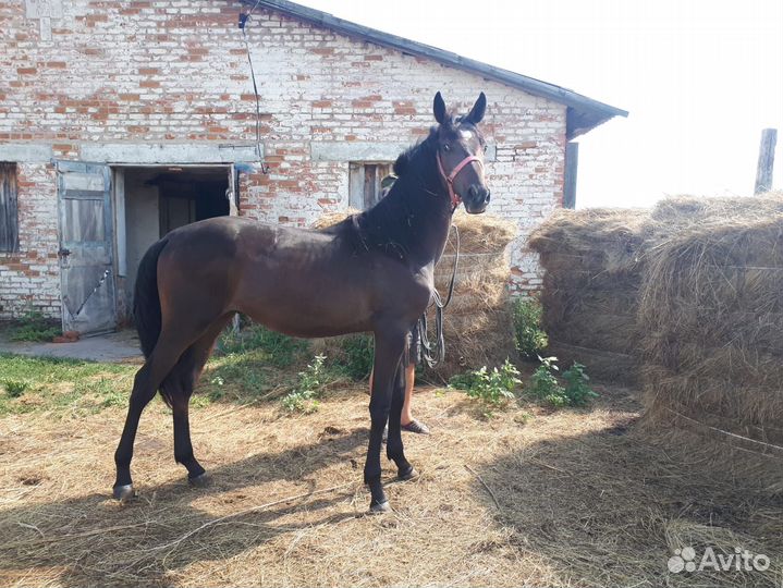 Племенные буденновские и импортные лошади