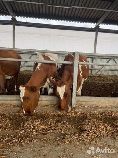 Айширская корова