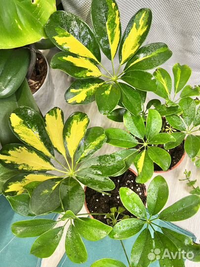 Комнатные цветы-шефлера