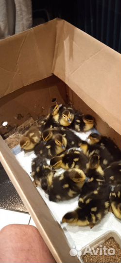 Продажа индоутят