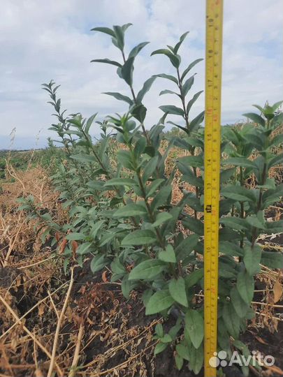 Бирючина для изгороди