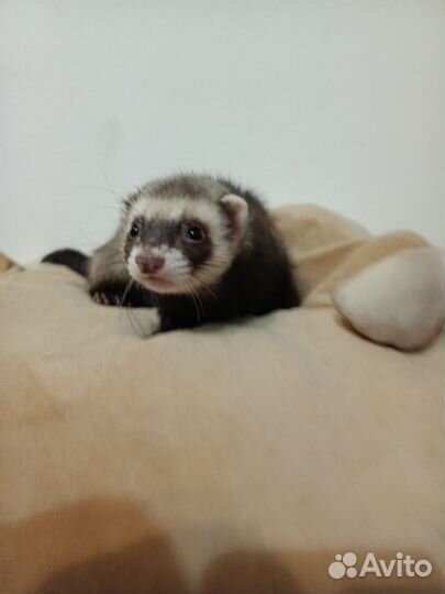 Хорек девочка