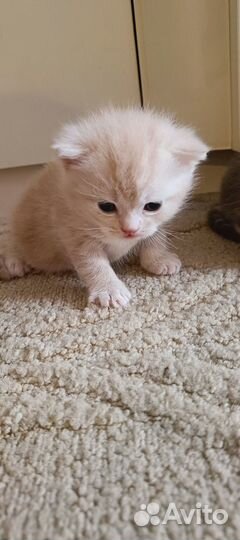 Котята