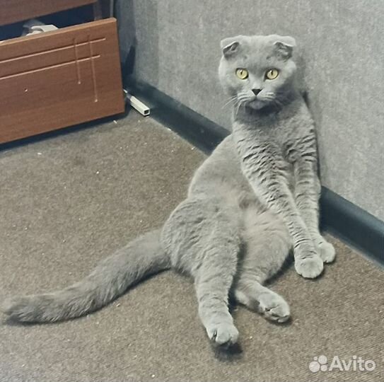 Кошка вислоухая