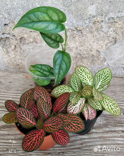 Фиттония, монстера Siltepecana