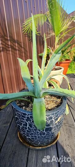 Агава голубая