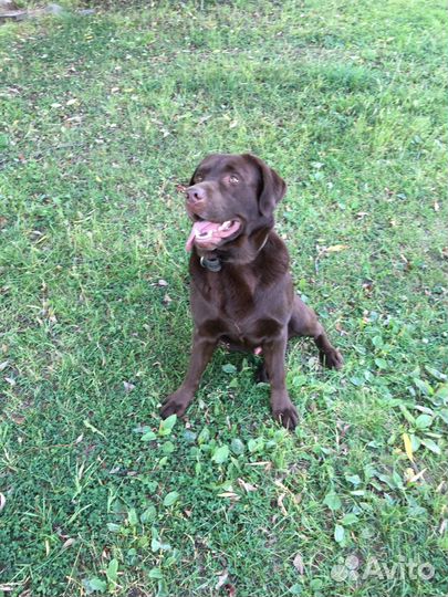 Вязка лабрадора