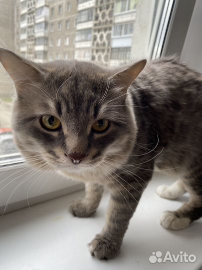 Кот