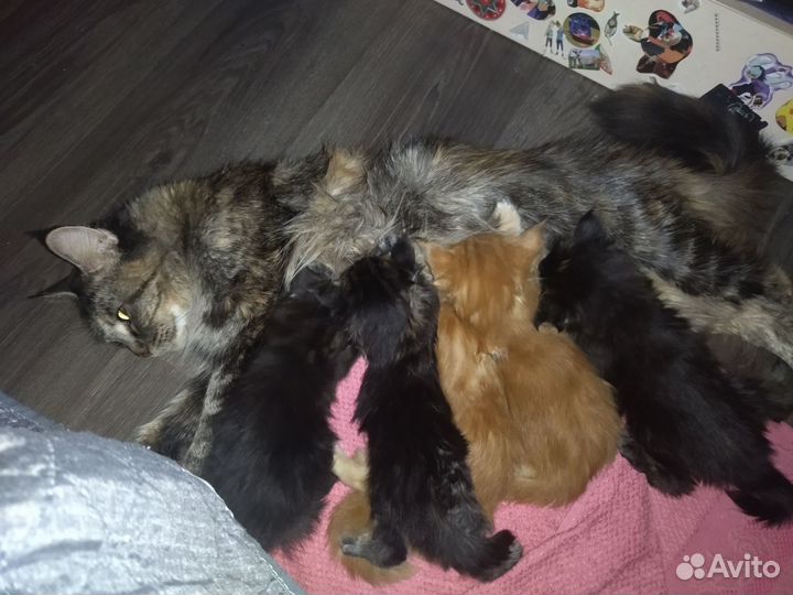 Котята мейн-кун