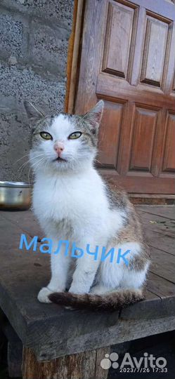 Котята отдам бесплатно