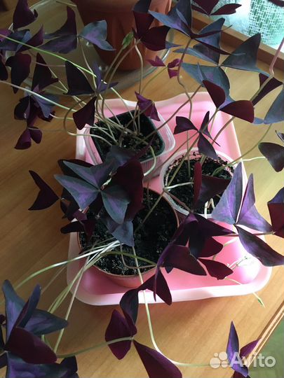 Традесканция,зебрина,сеткреазия,кислица-оксалис