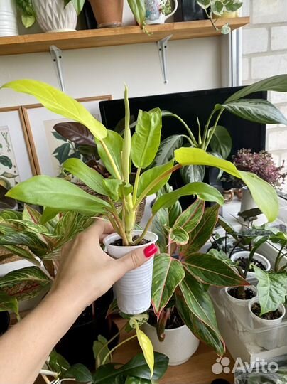 Филодендрон Малая голд(голди лок)