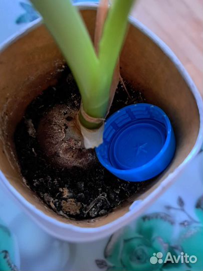 Индийский лук (птицемлечник)