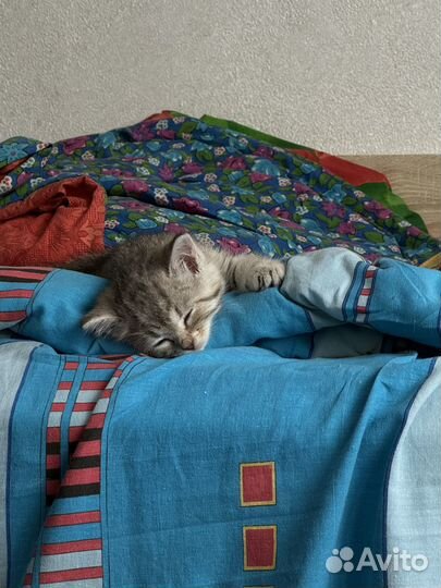 Котенок серый