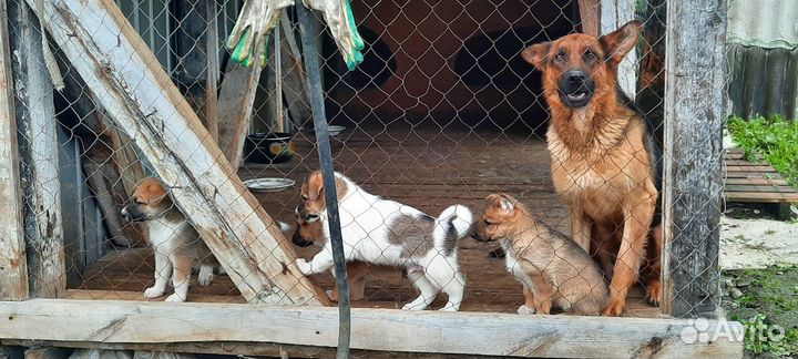 Собаки бесплатно в добрые руки щенки