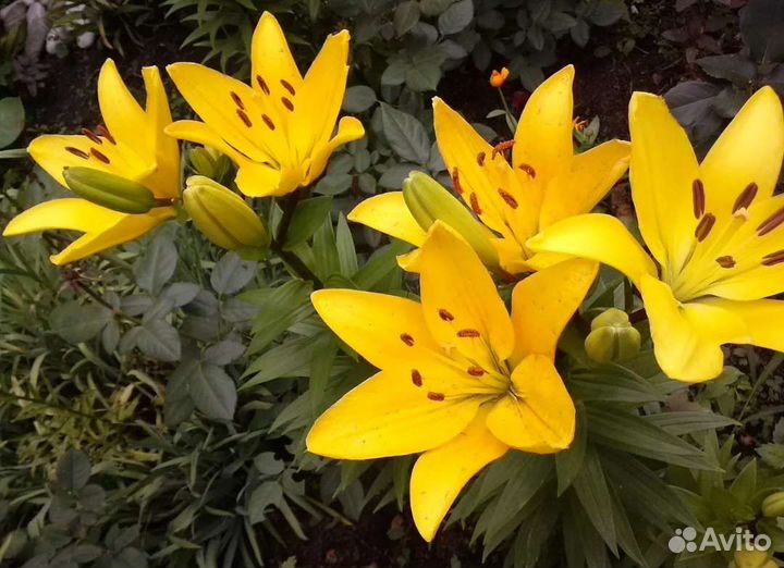 Лилии, луковицы (детки)