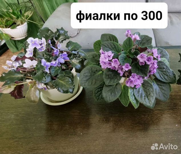 Цветы домашние в горшках