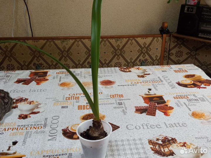 Комнатные растения и цветы