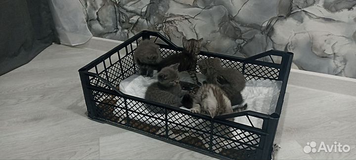 Британские котята