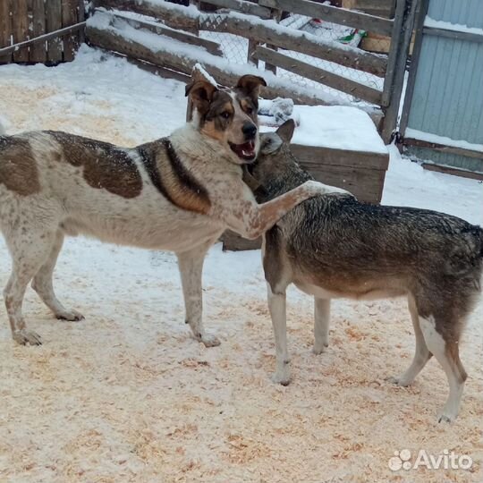 Крупный кобель