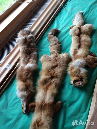 Шкурка животного