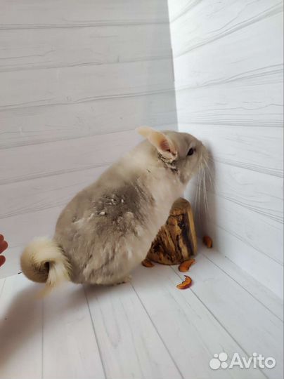 Пара шиншилл