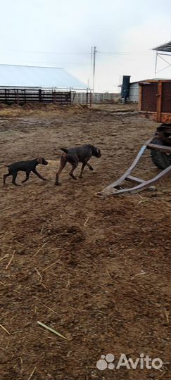 Щенки охотничьей породы