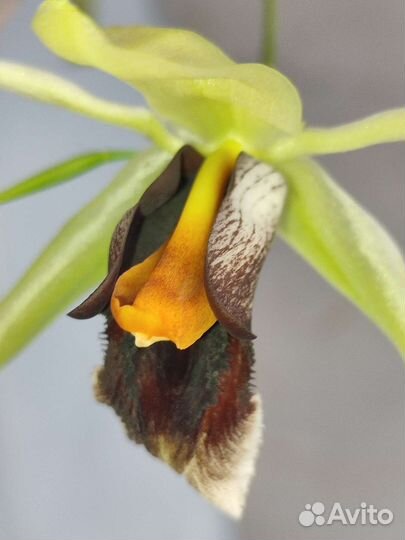 Coelogyne Lyme Bay (speciosa x usitana)