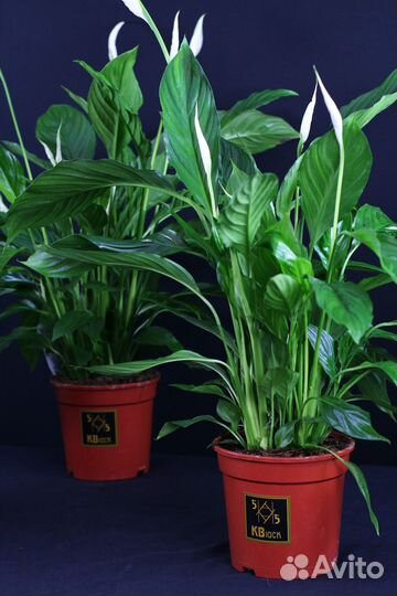 Комнатные цветы \ Комнатные растения