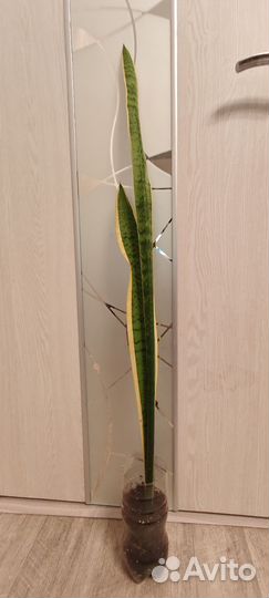 Сансевиерия