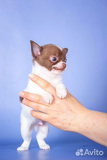 Щенки чихуахуа