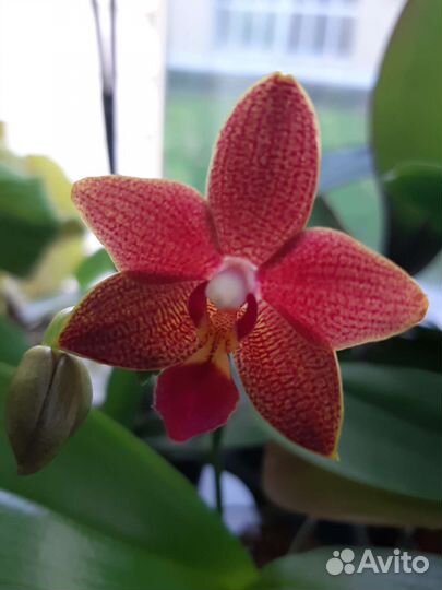 Орхидея фаленопсис