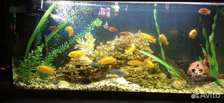 Аквариум на 220 литров
