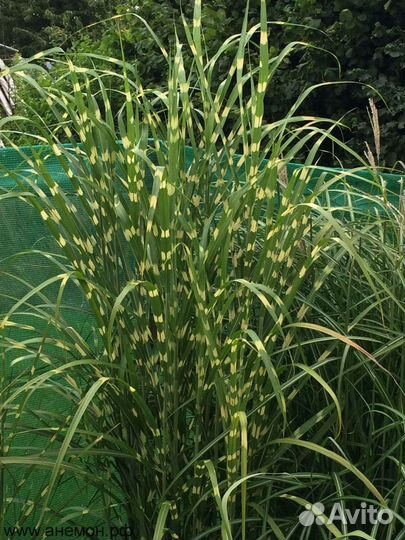 Декоративные злаки для вашего сада