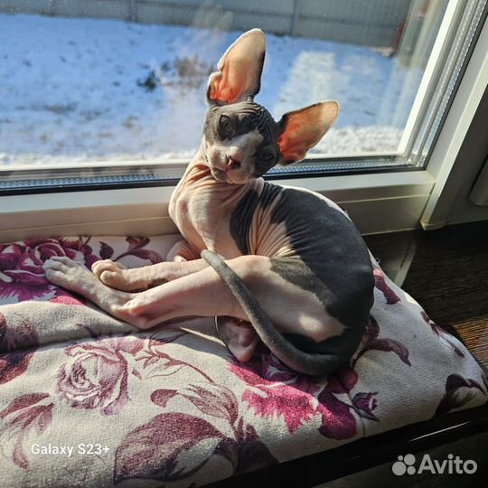 Канадский сфинкс