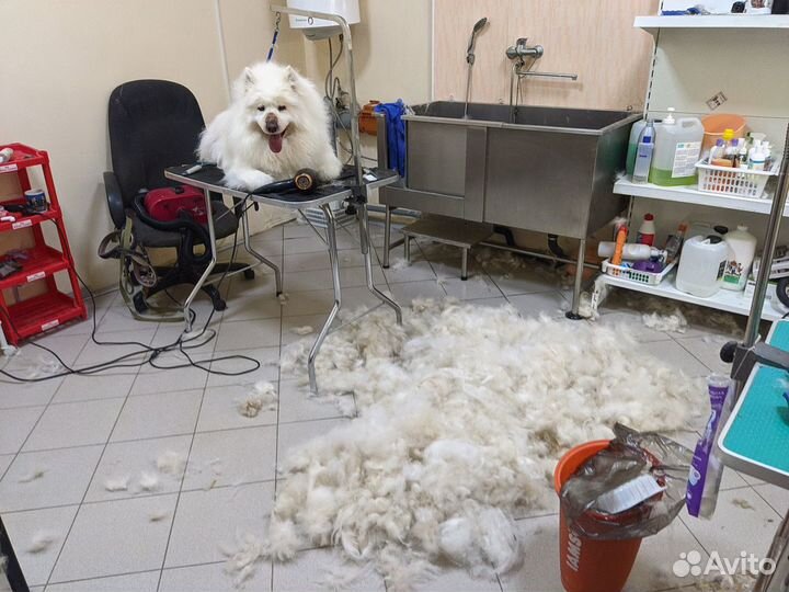 Экспресс-линька. помыть, вычесать собаку