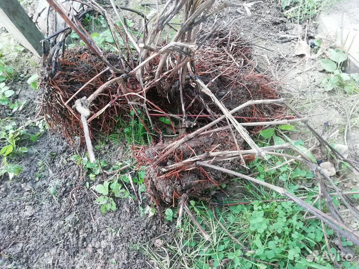 Клематис фиолетовый, деленки взрослого растения