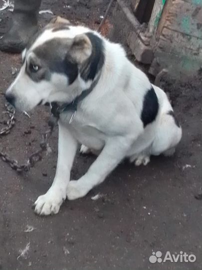 Собака алабай