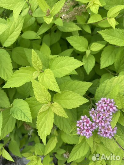 Спирея лапчатка пузыреплодник в р9