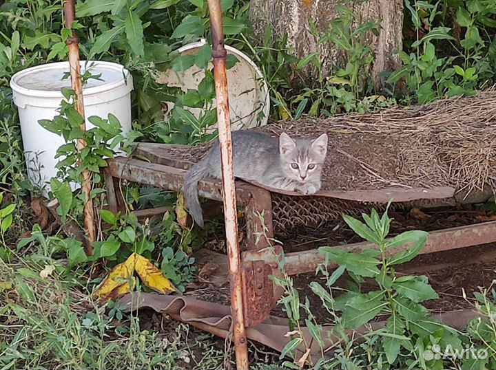 Котенок серый красивый почти породистый