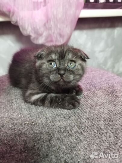 Шотландские котята