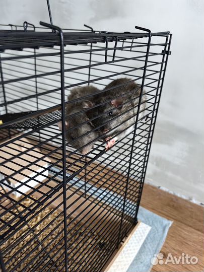 Продам крысят Дамбо с клеткой