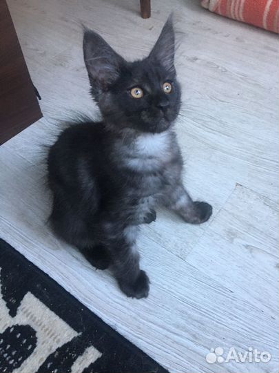 Котята мейн-кун