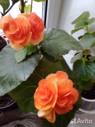 Бегонии элатиор