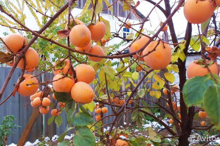 Саженцы хурмы Сосновская доставкой