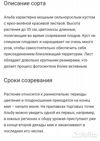 Клубника Альба