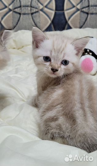 Котята