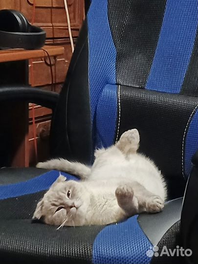 Вислоухие котята