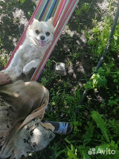 Вязка собак